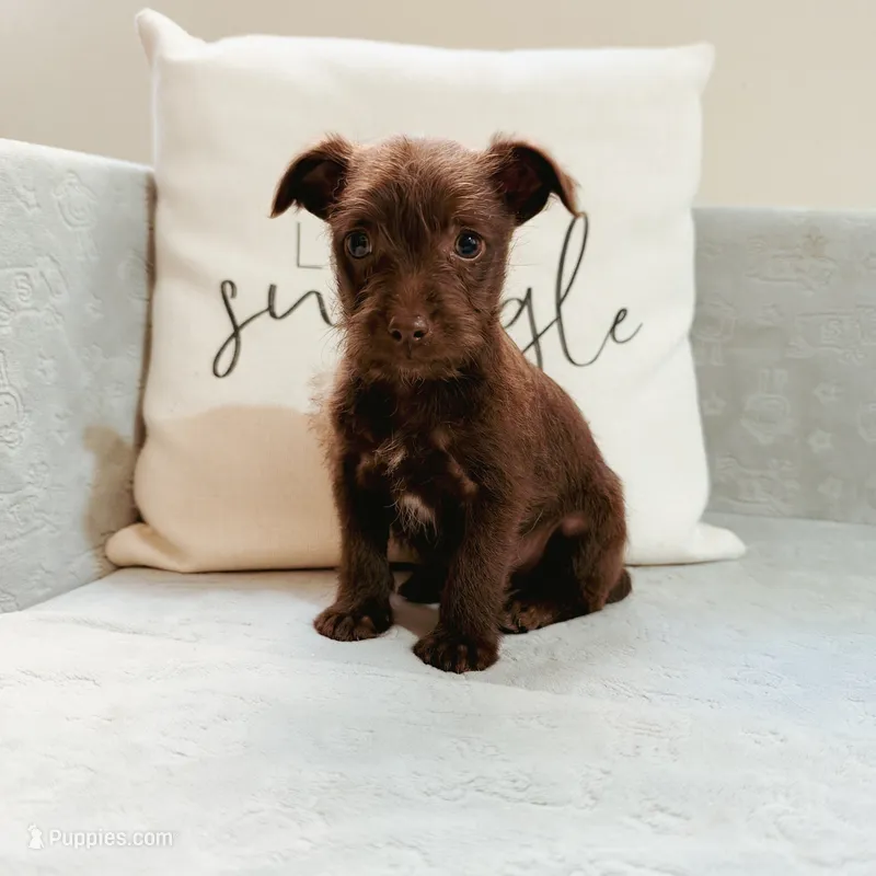 Bradley – Chihuahua puppy for sale in Macomb Township, MI