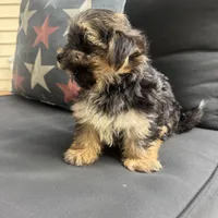 Cam, a male Morkie for sale in Macomb Township, MI – 3 of 8