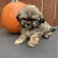 Carmel , a male Shih Tzu for sale in Macomb Township, MI – 7 of 9