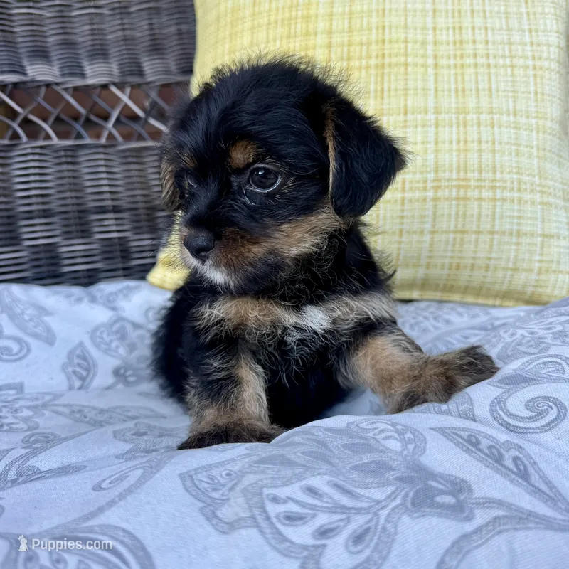 Phoebe  – Shorkie puppy for sale in Macomb Township, MI