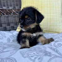 Phoebe , a female Shorkie for sale in Macomb Township, MI – 1 of 5