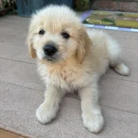 Chuck, a male Golden Retriever and Bernedoodle for sale in Macomb Township, MI – 6 of 6
