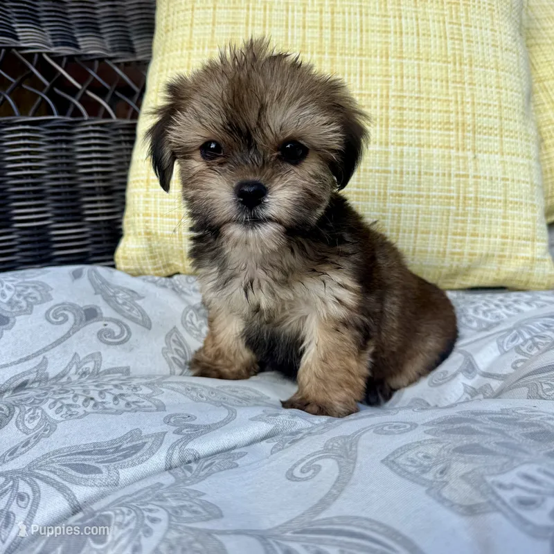 Rachel – Shorkie puppy for sale in Macomb Township, MI
