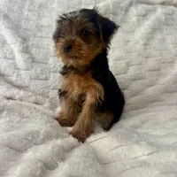 Johnny , a male Yorkshire Terrier for sale in Macomb Township, MI – 4 of 4