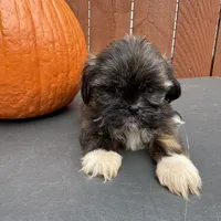 Sprinkles, a female Shih Tzu for sale in Macomb Township, MI – 2 of 9