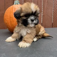 Candy, a female Shih Tzu for sale in Macomb Township, MI – 2 of 9