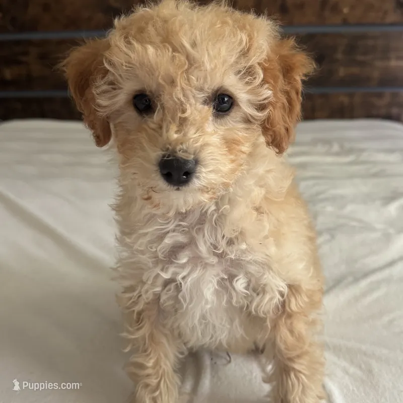 Honey – Poodle - Toy  puppy for sale in Macomb Township, MI