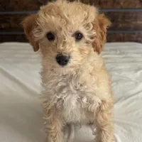 Honey, a male Poodle - Toy  for sale in Macomb Township, MI – 1 of 3