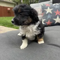 Lily , a female Miniature Aussiedoodle for sale in Macomb Township, MI – 2 of 2