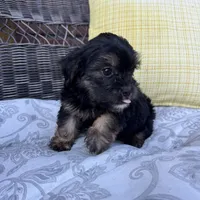 Chandler, a male Shih Tzu and Yorkshire Terrier for sale in Macomb Township, MI – 5 of 6