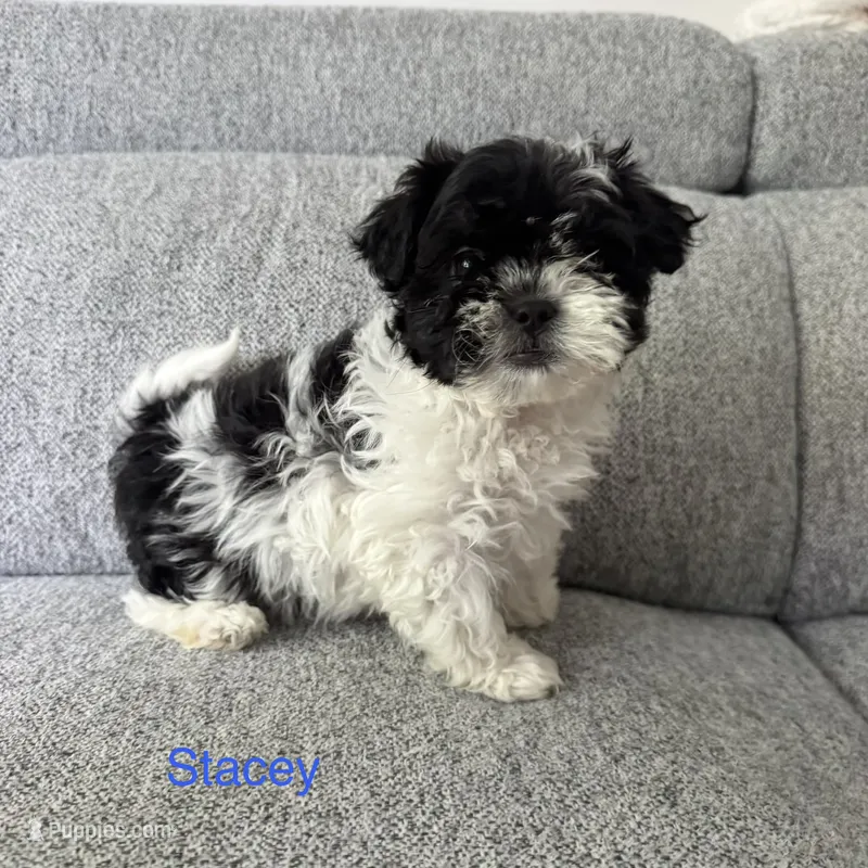 Stacey  – Shih Tzu puppy for sale in Macomb Township, MI