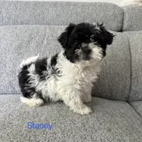 Stacey , a female Shih Tzu for sale in Macomb Township, MI – 1 of 4