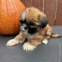 Candy, a female Shih Tzu for sale in Macomb Township, MI – 6 of 9