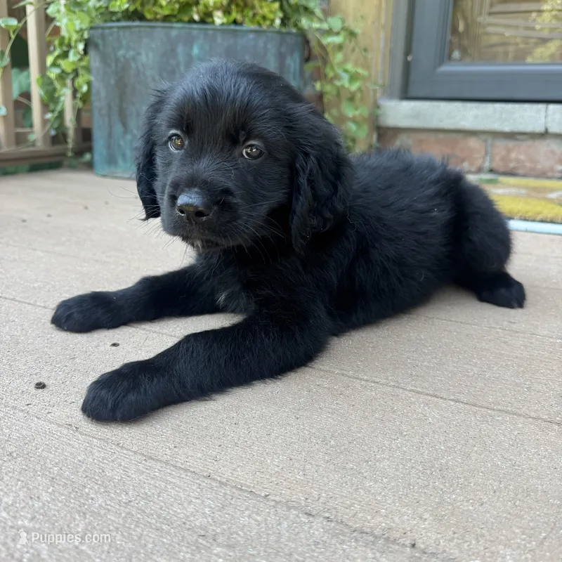 Lily – Golden Retriever, Bernedoodle puppy for sale in Macomb Township, MI