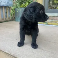 Lily , a female Golden Retriever and Bernedoodle for sale in Macomb Township, MI – 5 of 7