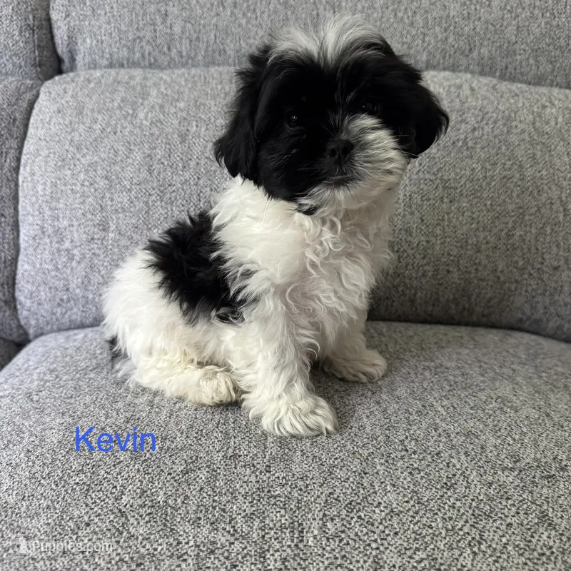 Kevin – Shih Tzu puppy for sale in Macomb Township, MI