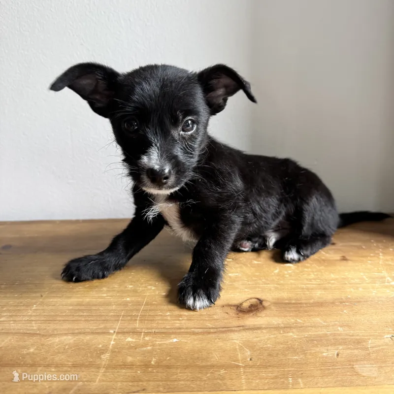 Tito – Chihuahua, Yorkshire Terrier puppy for sale in Macomb Township, MI
