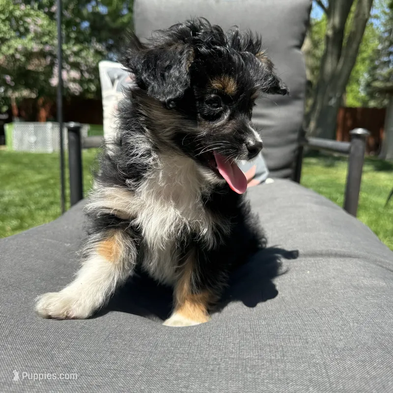 Will – Miniature Aussiedoodle puppy for sale in Macomb Township, MI