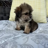Rachel, a female Shorkie for sale in Macomb Township, MI – 2 of 4