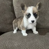 Chester , a male Pembroke Welsh Corgi for sale in Macomb Township, MI – 5 of 5
