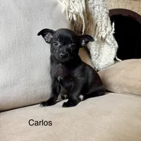 Carlos, a male Chihuahua for sale in Macomb Township, MI – 6 of 7
