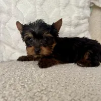 Stanley, a male Yorkshire Terrier for sale in Macomb Township, MI – 3 of 4