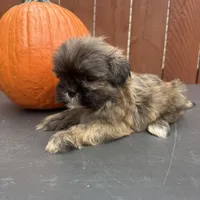 Waffle, a male Shih Tzu for sale in Macomb Township, MI – 9 of 10