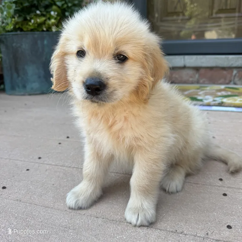 Chuck – Golden Retriever, Bernedoodle puppy for sale in Macomb Township, MI