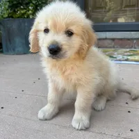 Chuck, a male Golden Retriever and Bernedoodle for sale in Macomb Township, MI – 1 of 6