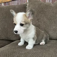 Cali , a female Pembroke Welsh Corgi for sale in Macomb Township, MI – 2 of 6