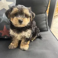 Louis, a male Morkie for sale in Macomb Township, MI – 5 of 7