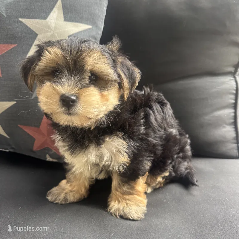 Louis – Morkie puppy for sale in Macomb Township, MI