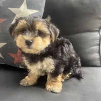 Louis, a male Morkie for sale in Macomb Township, MI – 1 of 7