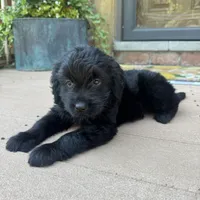 Serena , a female Golden Retriever and Bernedoodle for sale in Macomb Township, MI – 6 of 6