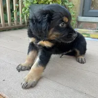 Nate, a male Golden Retriever and Bernedoodle for sale in Macomb Township, MI – 6 of 6