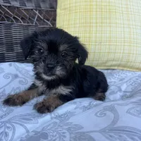 Monica , a female Shorkie for sale in Macomb Township, MI – 5 of 7