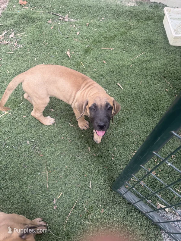 No name – Great Dane, English Mastiff puppy for sale in Montgomery, TX