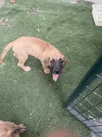 No name, a female Great Dane and English Mastiff for sale in Montgomery, TX – 1 of 2