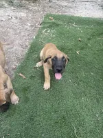 No name, a female Great Dane and English Mastiff for sale in Montgomery, TX – 2 of 2