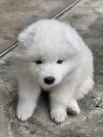 processed/5366c237-539f-4cf6-8f4e-f8bd482557a7/listing/f189d8d7-a7da-4c8d-ac2d-6104be73b177/3fc90870-2926-4597-aafd-667ded9f2793