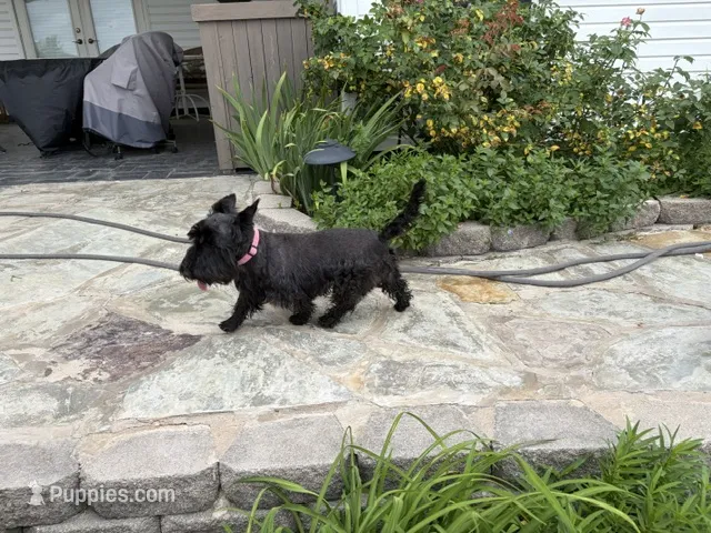 AKC Isle of Skye – Scottish Terrier puppy for sale in Mckinney, TX
