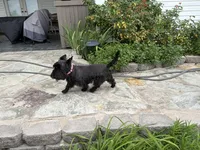 AKC Isle of Skye, a female Scottish Terrier for sale in Mckinney, TX – 1 of 3