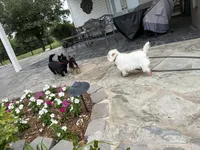 AKC Max A Million, a male Scottish Terrier for sale in Mckinney, TX – 3 of 5