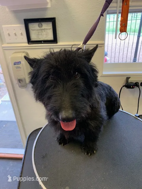 AKC Max A Million – Scottish Terrier puppy for sale in Mckinney, TX