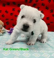 AKC Lady Kathryn male, a male West Highland White Terrier for sale in Mckinney, TX – 3 of 5