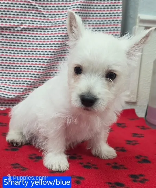 AKC Smarty male blue collar – West Highland White Terrier puppy for sale in Mckinney, TX