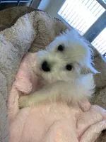 AKC Frill female, a female West Highland White Terrier for sale in Mckinney, TX – 2 of 6
