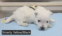 AKC Smarty male black collar, a male West Highland White Terrier for sale in Mckinney, TX – 2 of 5