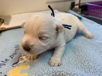 AKC Smarty male blue collar, a male West Highland White Terrier for sale in Mckinney, TX – 5 of 7