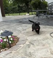 AKC Isle of Skye, a female Scottish Terrier for sale in Mckinney, TX – 3 of 3